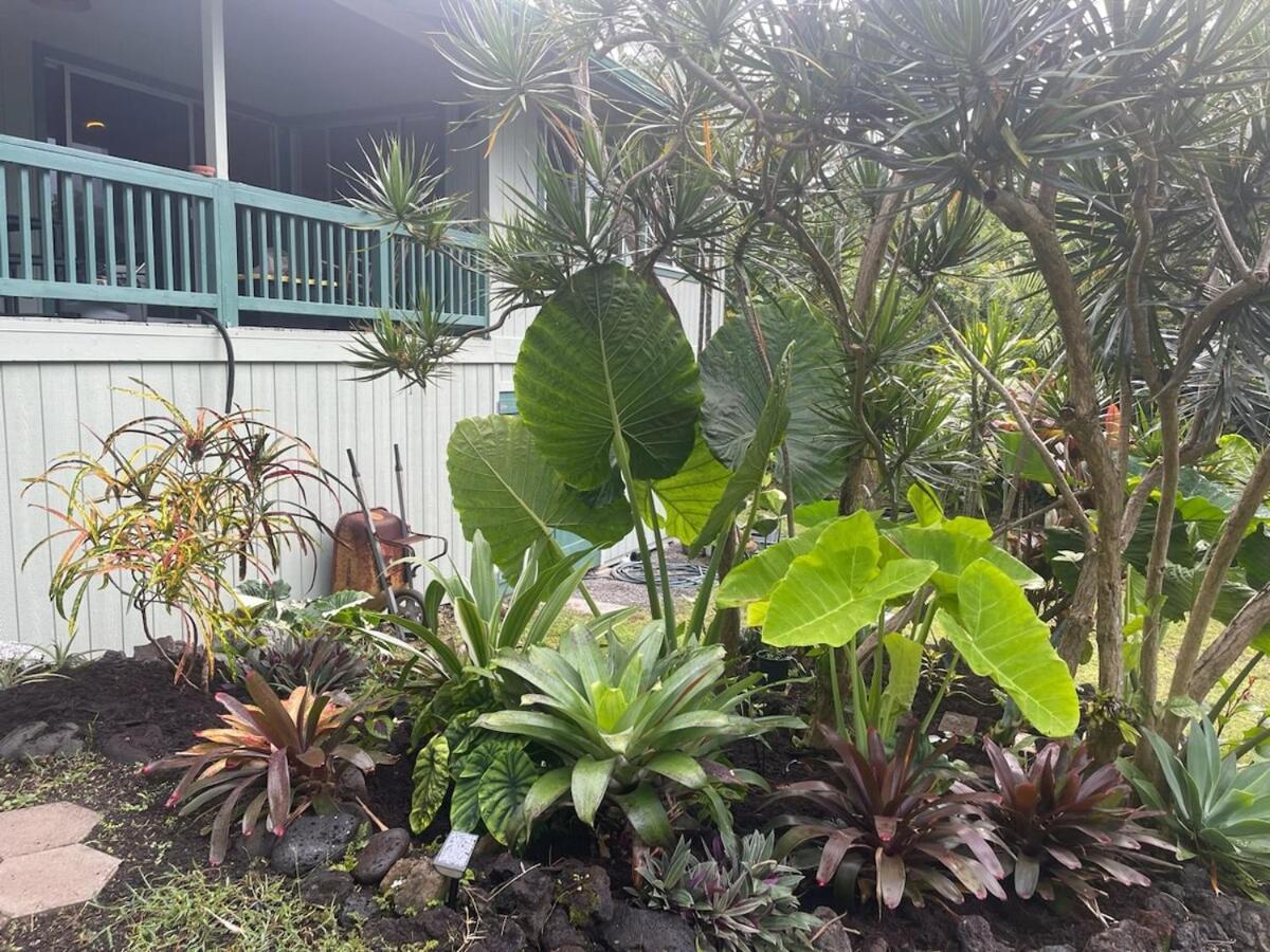 Seaside House And Aloha Bungalow Pahoa Exterior photo